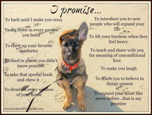 dogs-final-promise.jpg